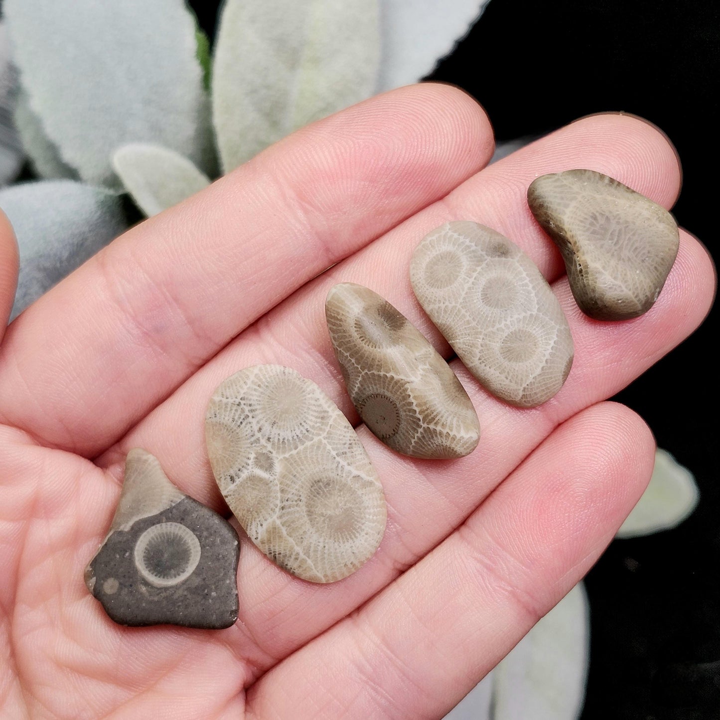 Petoskey Stone Polished Specimens from Michigan