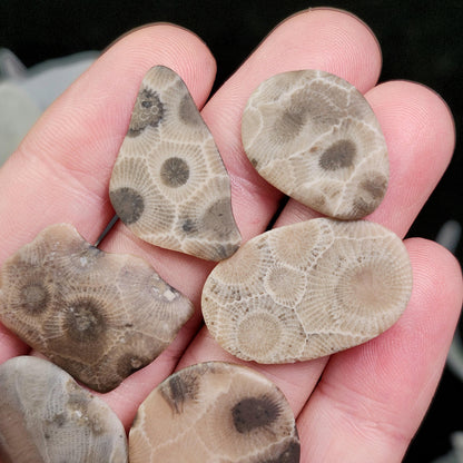 Petoskey Stone Polished Specimens from Michigan