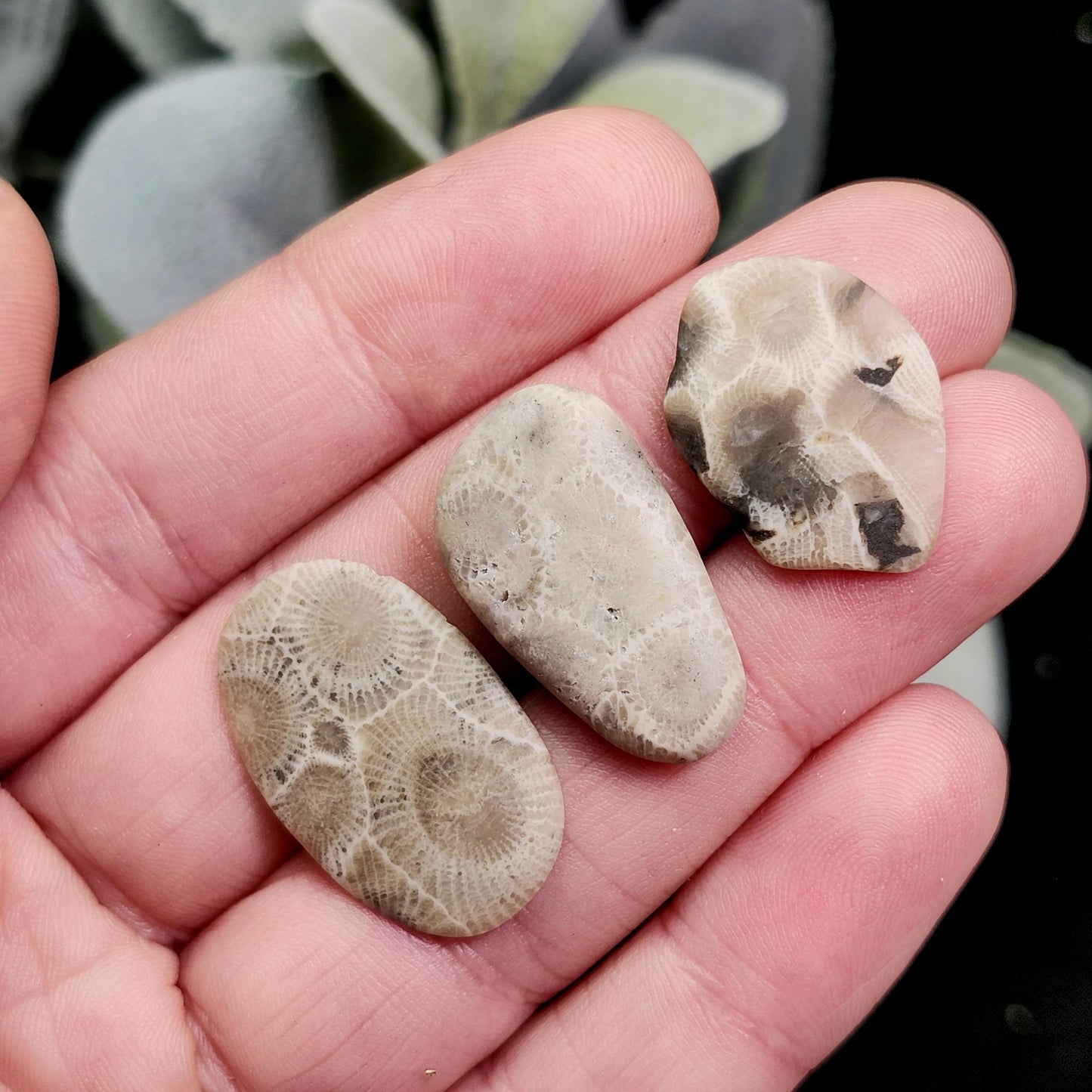 Petoskey Stone Polished Specimens from Michigan