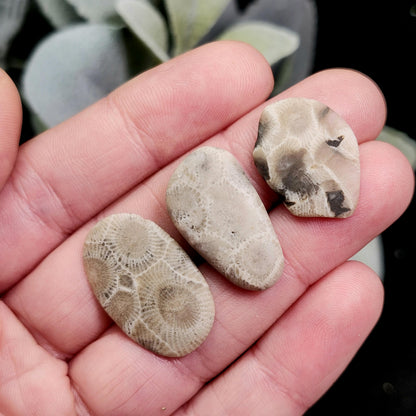 Petoskey Stone Polished Specimens from Michigan