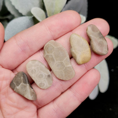 Petoskey Stone Polished Specimens from Michigan