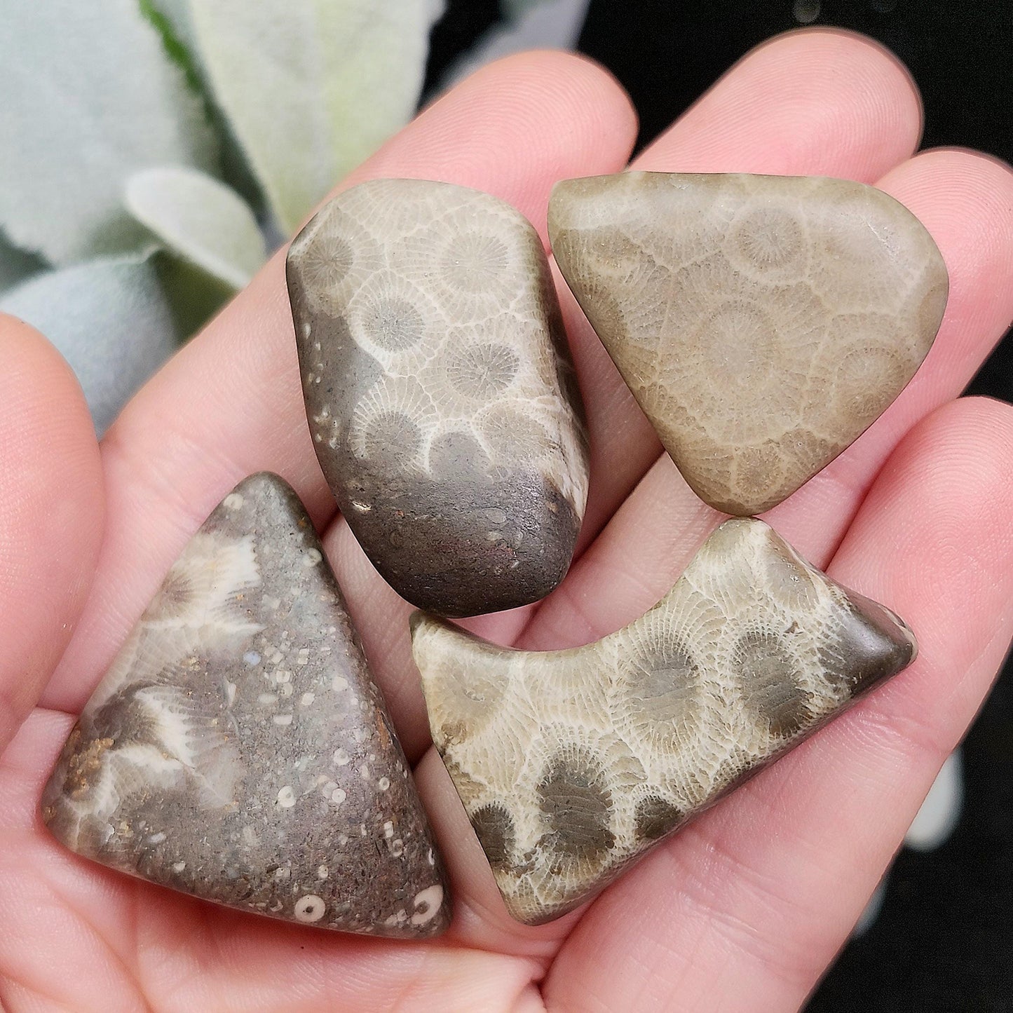 Petoskey Stone (10 to 15 grams) Polished Specimens from Michigan