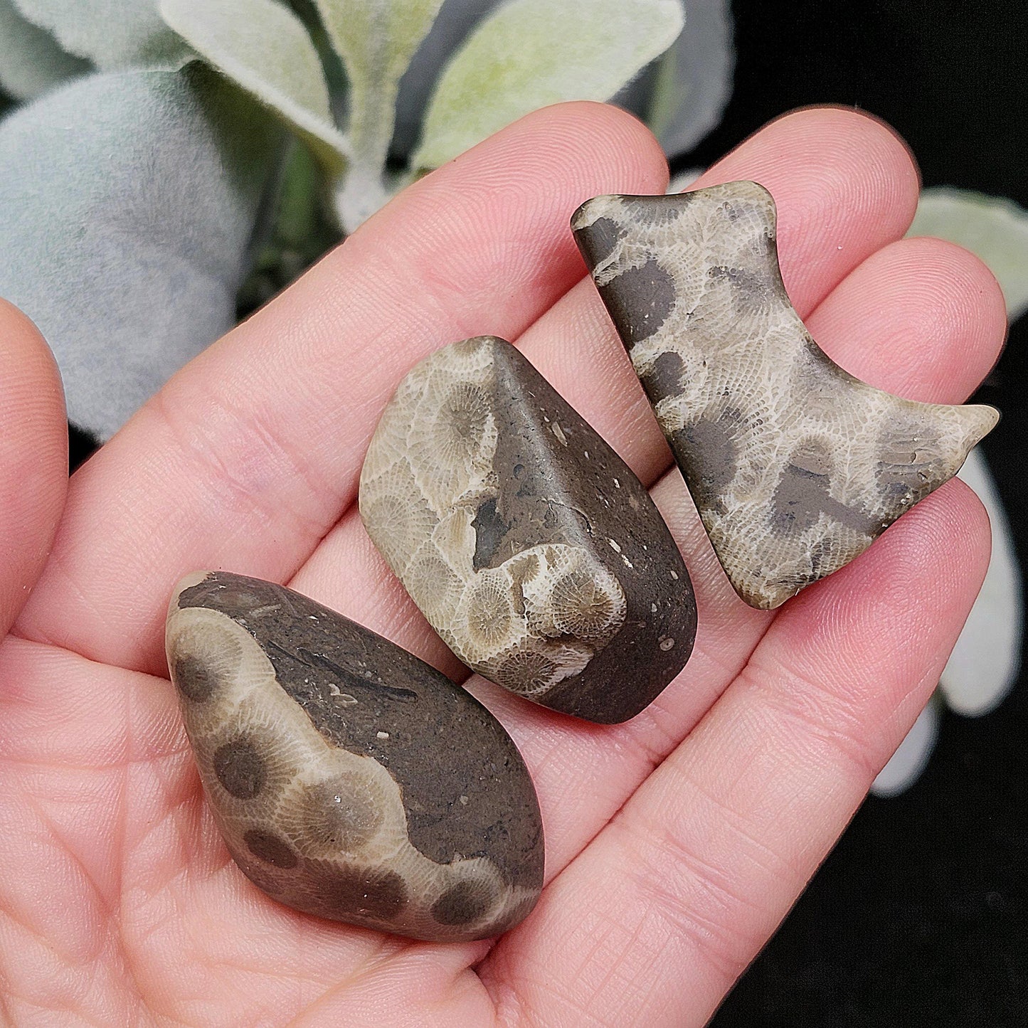 Petoskey Stone (10 to 15 grams) Polished Specimens from Michigan