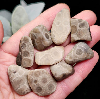 Petoskey Stone (Choose Your Weight) Polished Specimens from Michigan