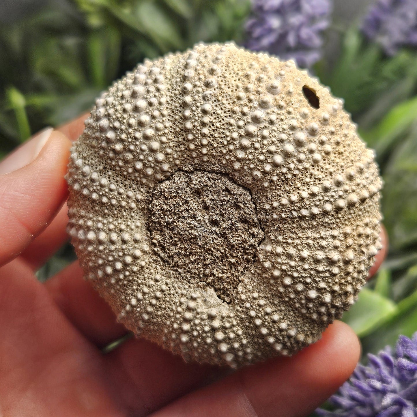 Sea Urchin Fossil Specimen