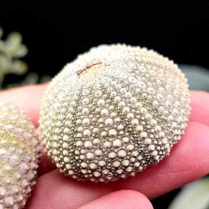 Sea Urchin Fossil Specimen