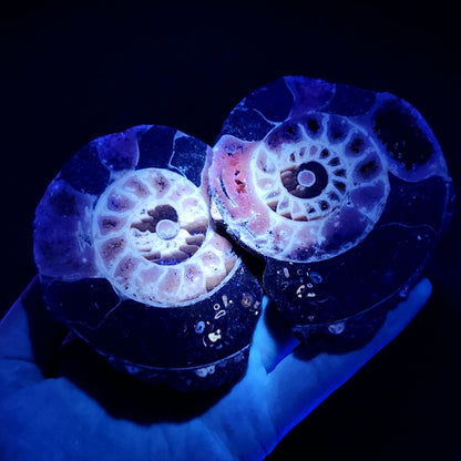 Ammonite Fossil Slices with Dogtooth Calcite, UV Reactive