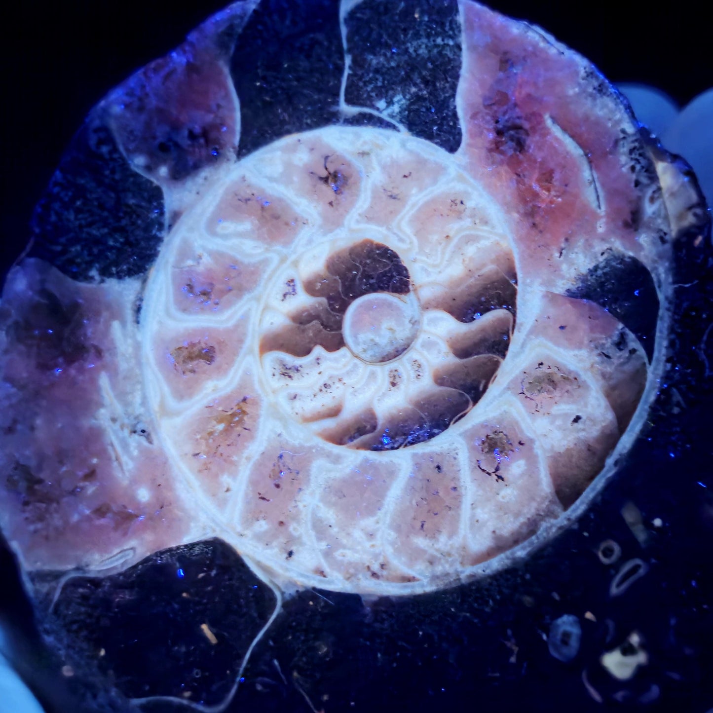 Ammonite Fossil Slices with Dogtooth Calcite, UV Reactive
