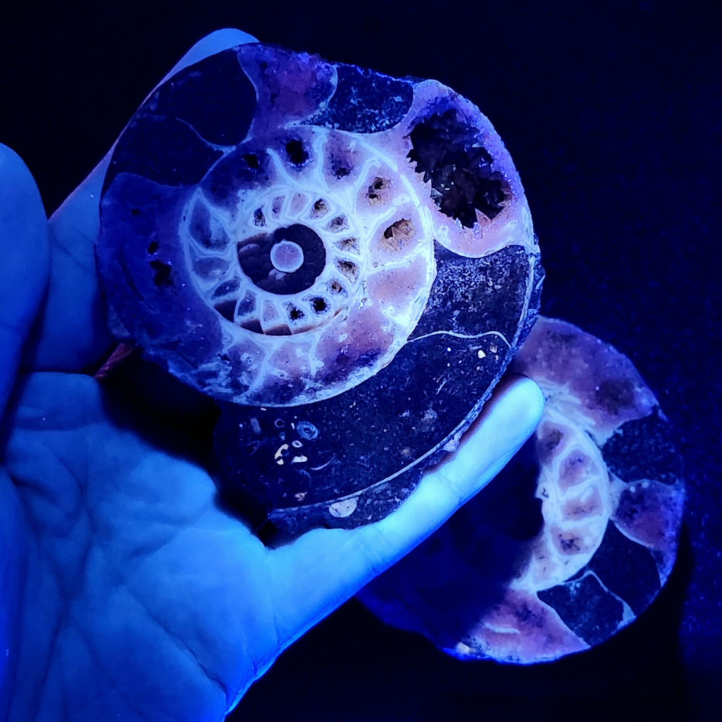 Ammonite Fossil Slices with Dogtooth Calcite, UV Reactive