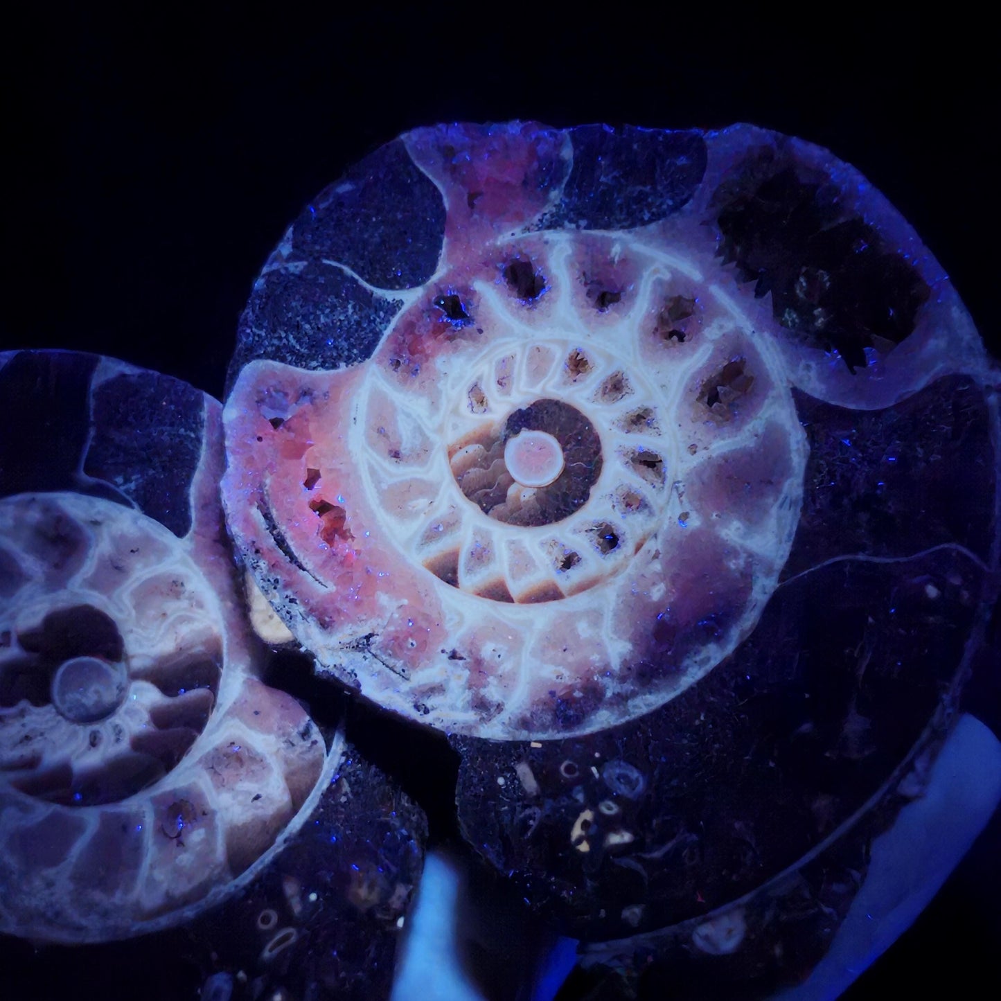 Ammonite Fossil Slices with Dogtooth Calcite, UV Reactive