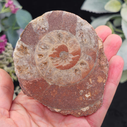 Ammonite Fossil Slices with Dogtooth Calcite, UV Reactive