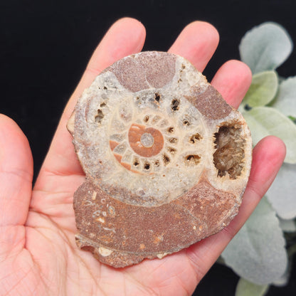 Ammonite Fossil Slices with Dogtooth Calcite, UV Reactive