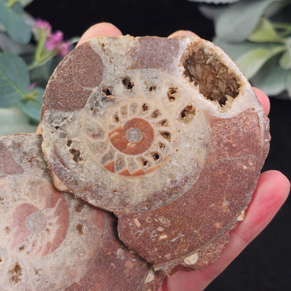 Ammonite Fossil Slices with Dogtooth Calcite, UV Reactive