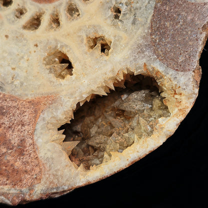 Ammonite Fossil Slices with Dogtooth Calcite, UV Reactive