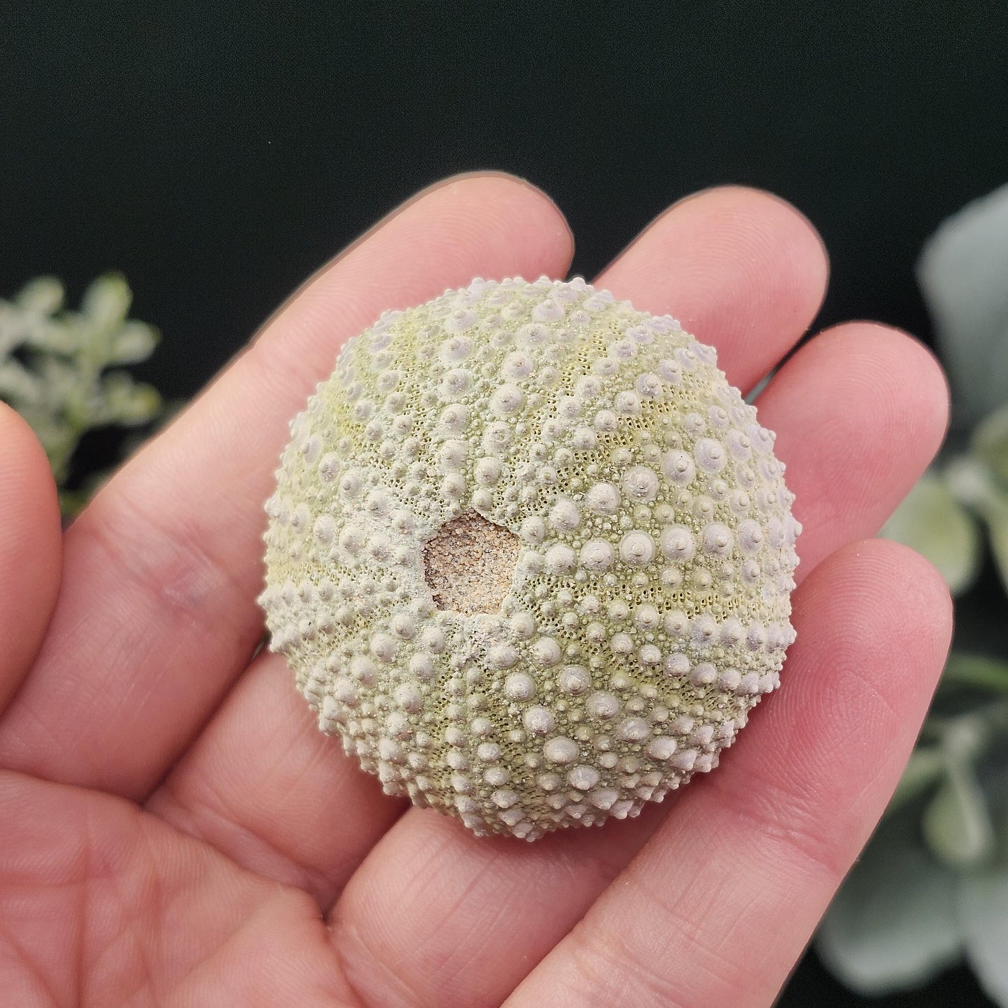 Sea Urchin Fossil Specimen