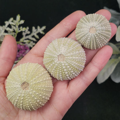 Sea Urchin Fossil Specimen