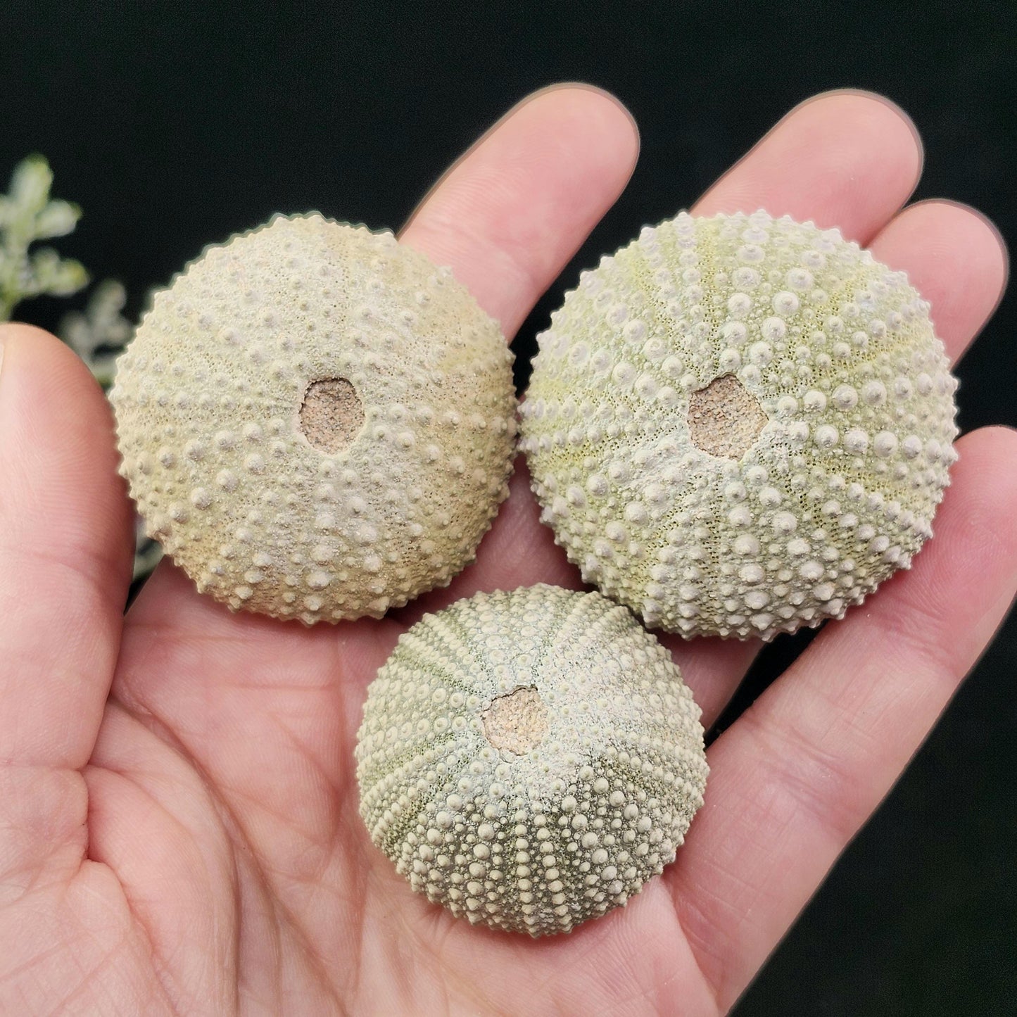 Sea Urchin Fossil Specimen