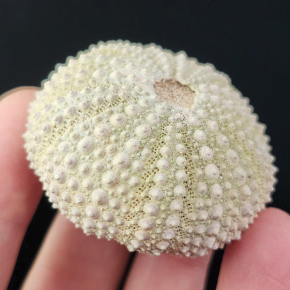Sea Urchin Fossil Specimen
