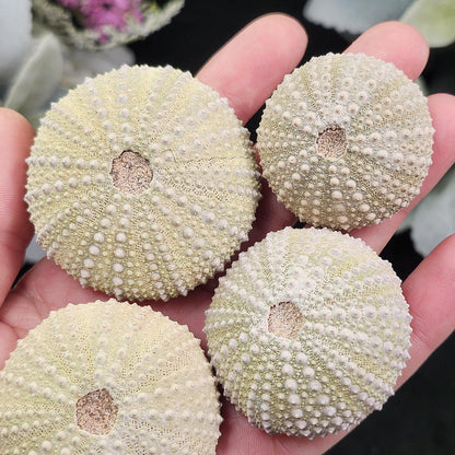 Sea Urchin Fossil Specimen