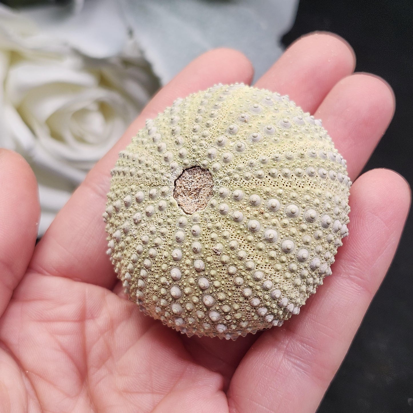 Sea Urchin Fossil Specimen