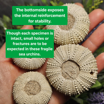 Sea Urchin Fossil Specimen