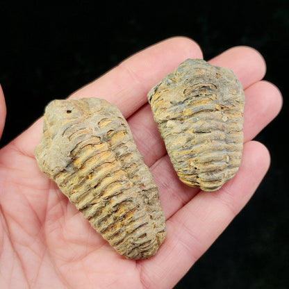 Trilobite Fossil Specimen