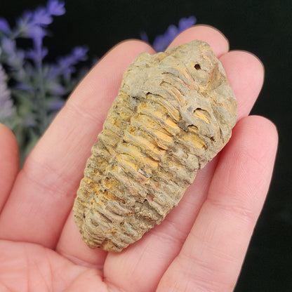 Trilobite Fossil Specimen