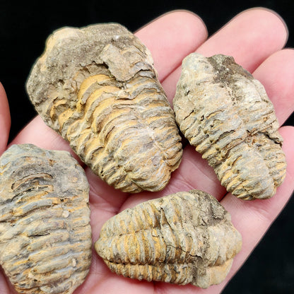Trilobite Fossil Specimen