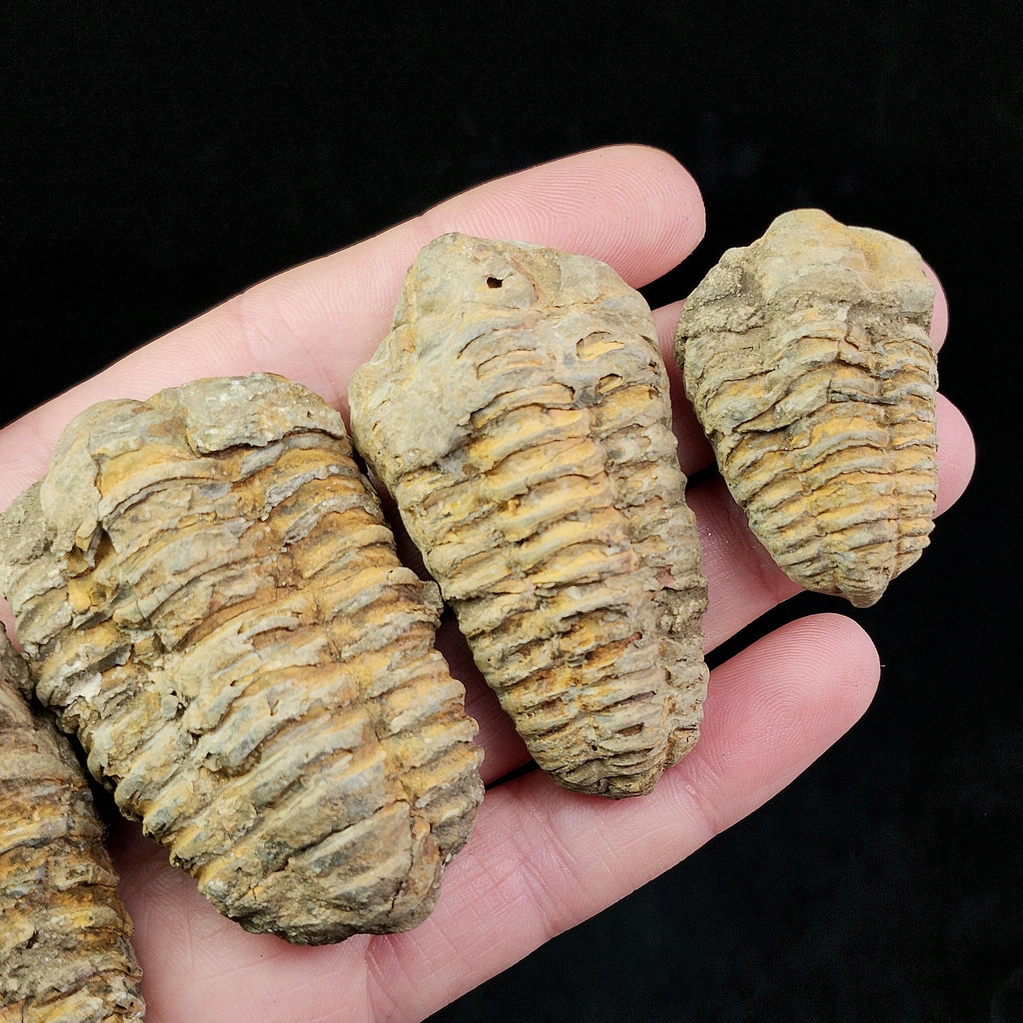 Trilobite Fossil Specimen