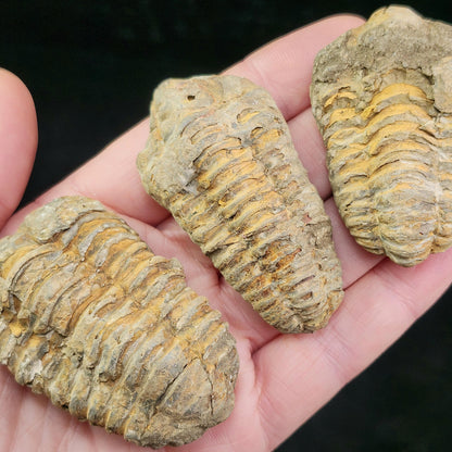 Trilobite Fossil Specimen