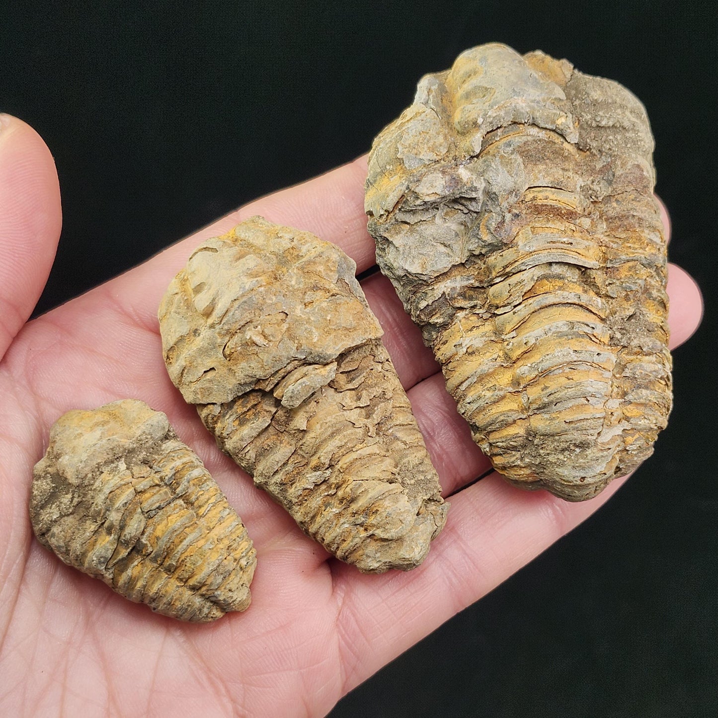 Trilobite Fossil Specimen