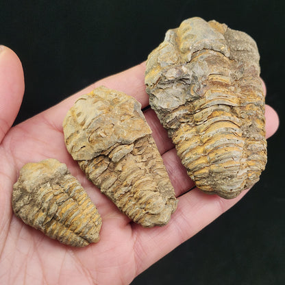 Trilobite Fossil Specimen