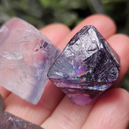 Rainbow Fluorite, Set of 5, OOAK Color Zoned Octahedron Shaped Crystals
