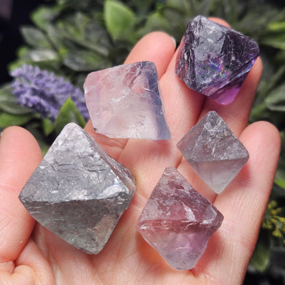 Rainbow Fluorite, Set of 5, OOAK Color Zoned Octahedron Shaped Crystals