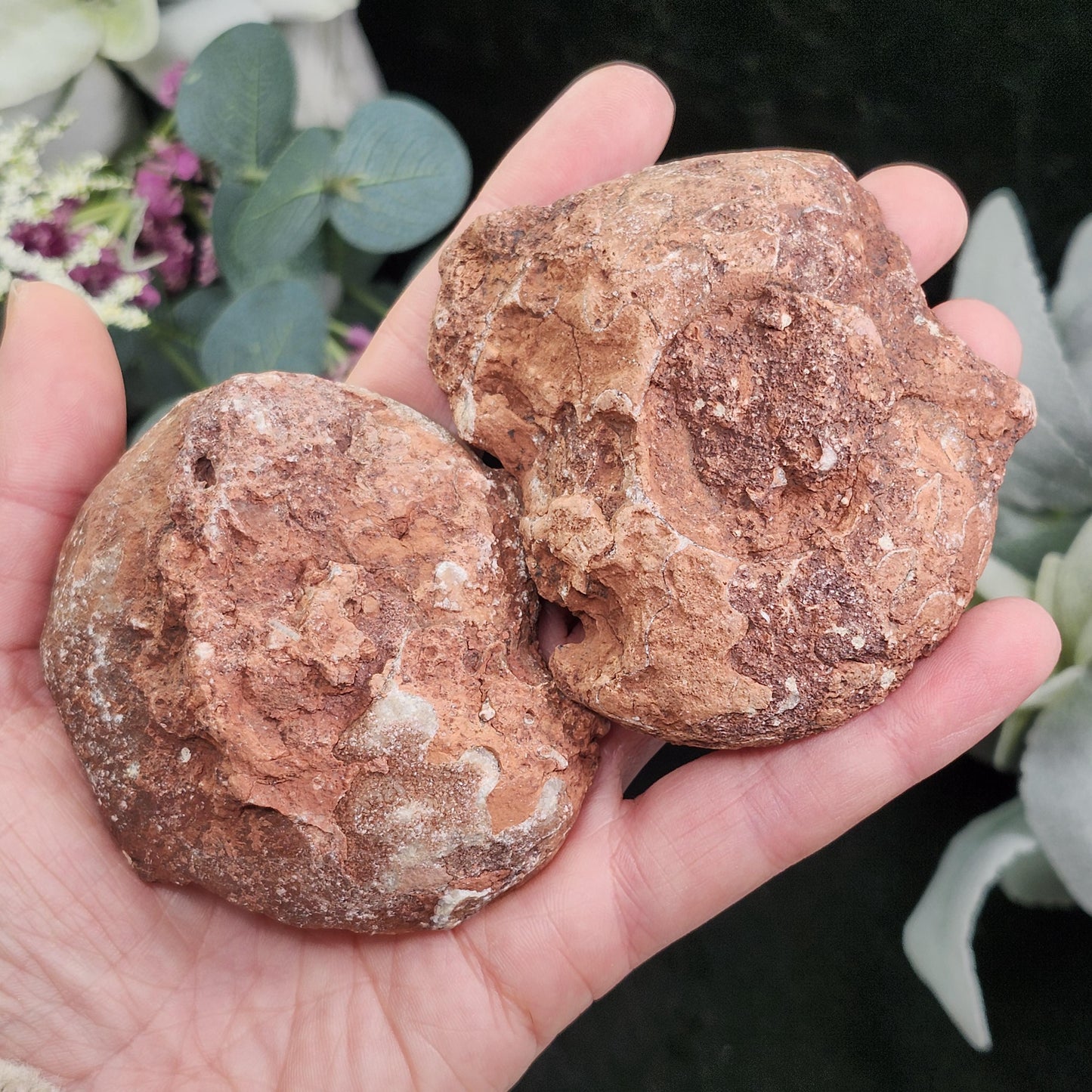 UV Reactive Ammonite Fossil Slices with Calcite