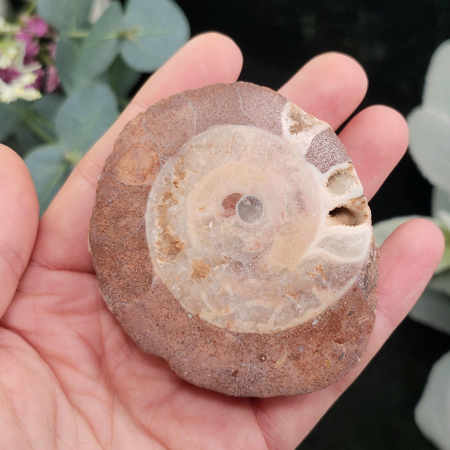 UV Reactive Ammonite Fossil Slices with Dogtooth Calcite