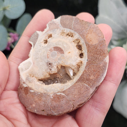 UV Reactive Ammonite Fossil Slices with Dogtooth Calcite