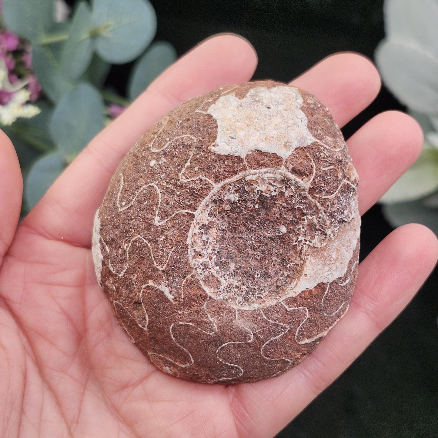 UV Reactive Ammonite Fossil Slices with Dogtooth Calcite