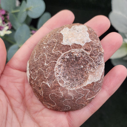 UV Reactive Ammonite Fossil Slices with Dogtooth Calcite