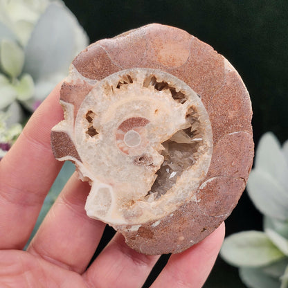 UV Reactive Ammonite Fossil Slices with Dogtooth Calcite