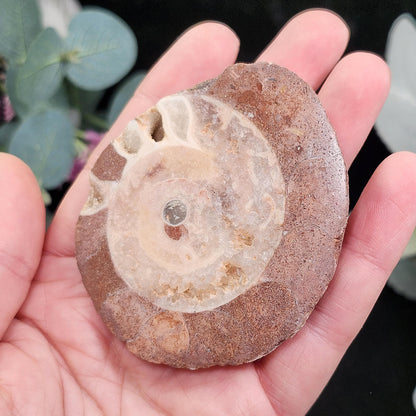UV Reactive Ammonite Fossil Slices with Dogtooth Calcite