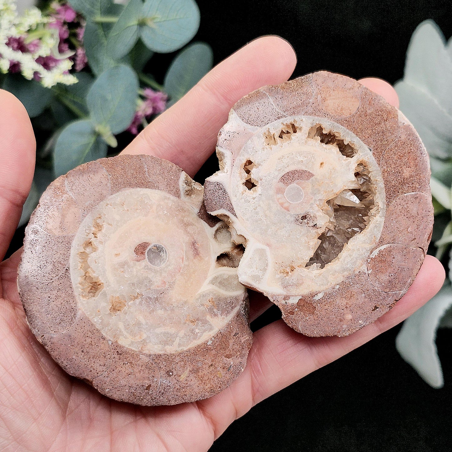 UV Reactive Ammonite Fossil Slices with Dogtooth Calcite