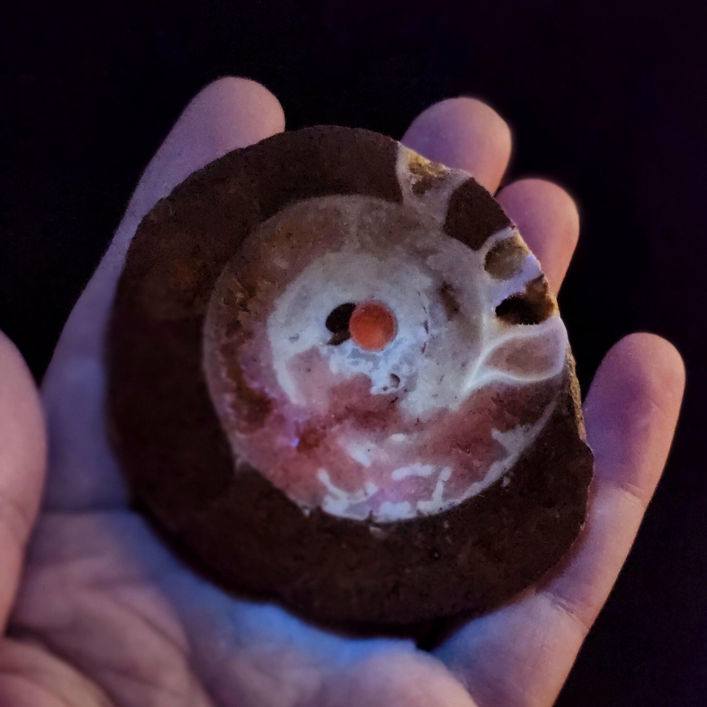UV Reactive Ammonite Fossil Slices with Dogtooth Calcite