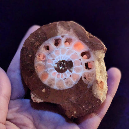 UV Reactive Ammonite Fossil Slices with Calcite