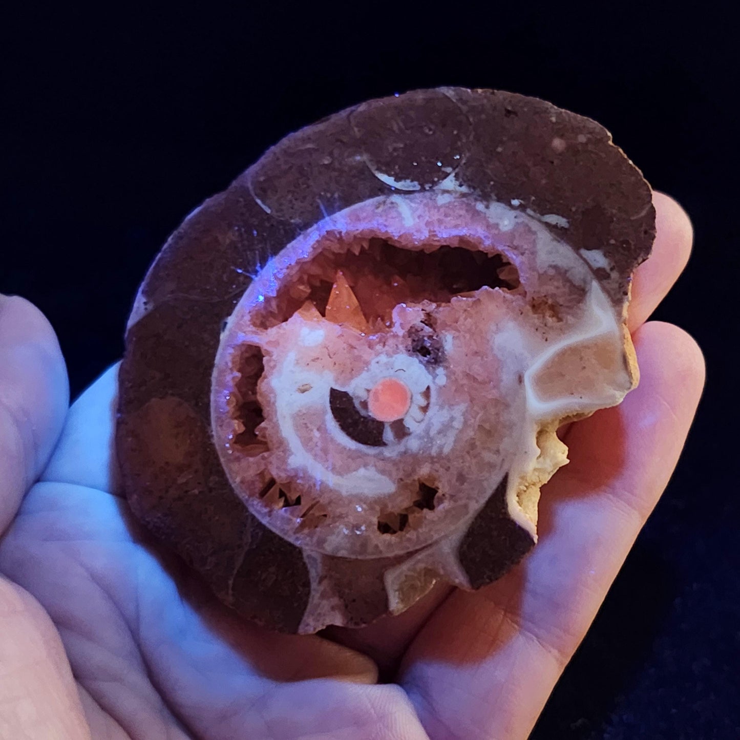 UV Reactive Ammonite Fossil Slices with Dogtooth Calcite