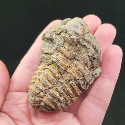 Trilobite Fossil Specimen