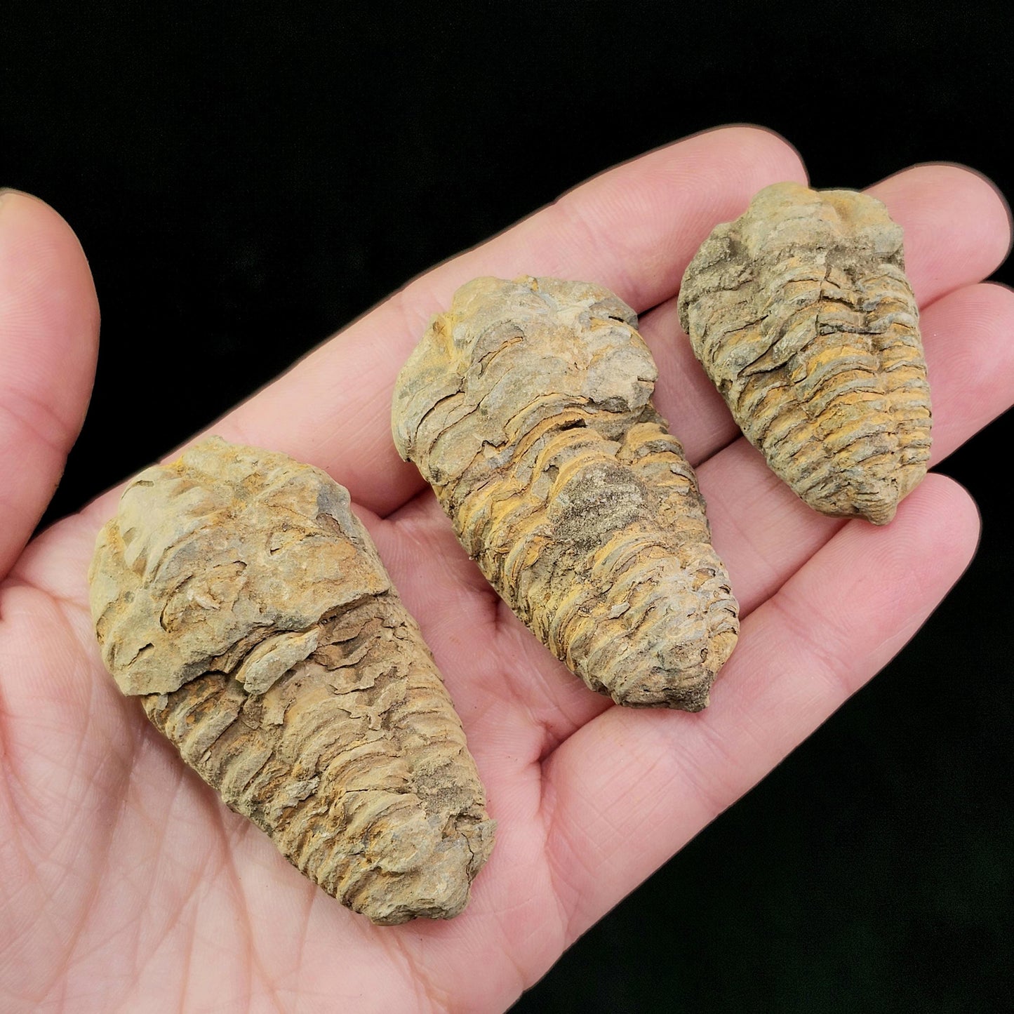 Trilobite Fossil Specimen