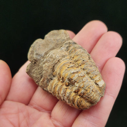 Trilobite Fossil Specimen