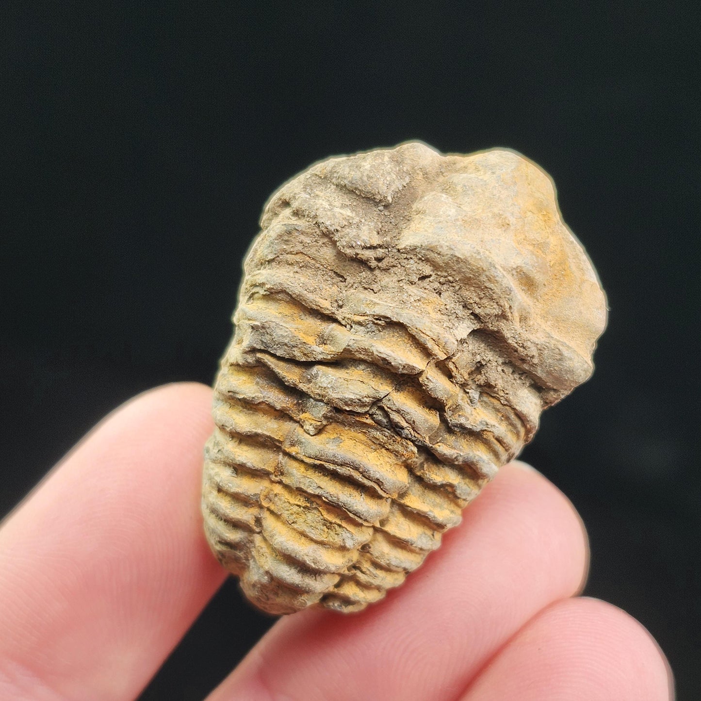 Trilobite Fossil Specimen