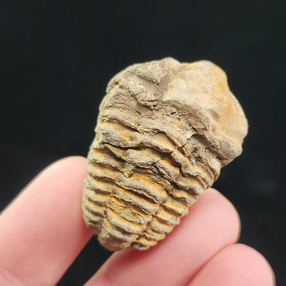 Trilobite Fossil Specimen